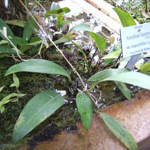 Anubias Barteri Var. Angustifolia