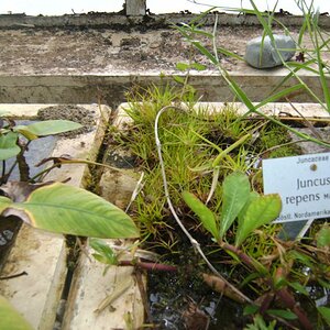 Juncus Repens