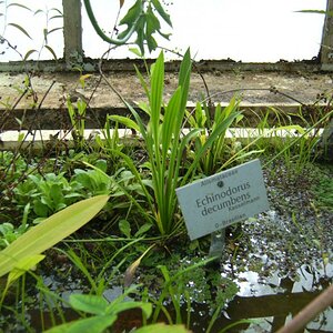 Echinodorus Decumbens