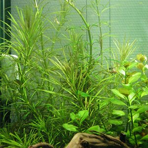 Ludwigia Inclinata Var. Verticillata Sp. Cuba