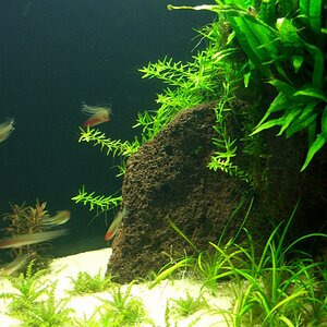 Links Rotala