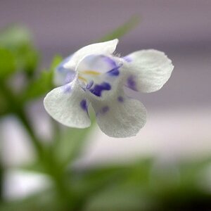 Hedyotis Salzmannii Flower1