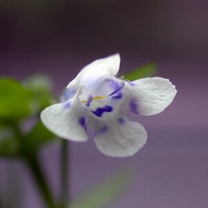 Hedyotis Salzmannii Flower2