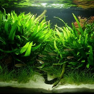 Aquascaping Contest Bild 1