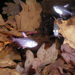 Zierfische & Aquarium Messe 08