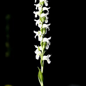 Spiranthes Odorata