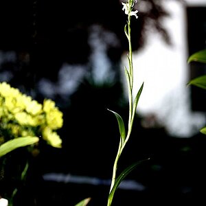 Spiranthes Odorata2