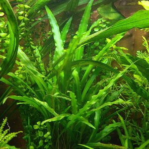 Cryptocoryne Spec.