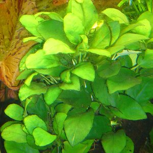 Anubias Barteri Var. Nana - 001