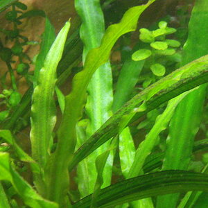 Cryptocoryne Spiralis