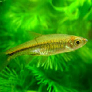 Rasbora Vulcanus, Fishbase.org