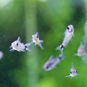 Corydoras Hastatus - 001