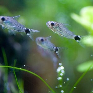 Corydoras Hastatus - 002