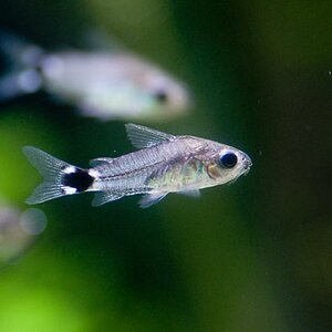 Corydoras Hastatus - 003