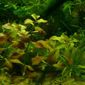 Ludwigia Repens 002