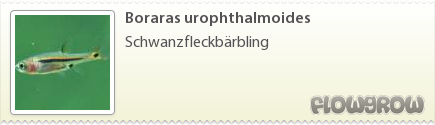 $Boraras urophthalmoides