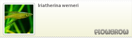 $Iriatherina werneri