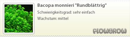 $Bacopa monnieri "Rundblättrig"