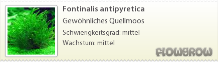 $Fontinalis antipyretica