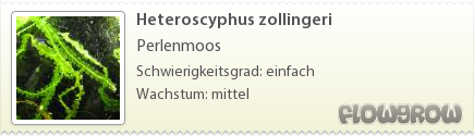 $Heteroscyphus zollingeri