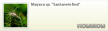 $Mayaca sp. "Santarem Red"