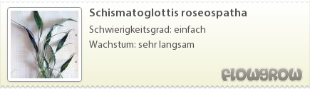 $Schismatoglottis roseospatha