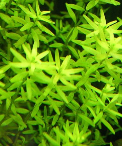 08.06.08rotala Rotundifolia1