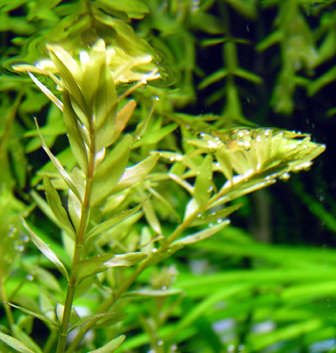 08.06.08rotala Rotundifolia2