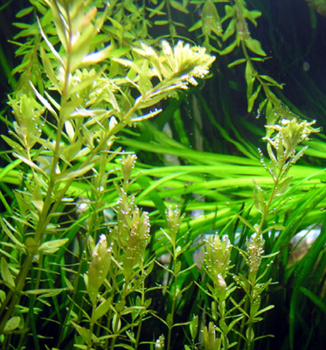 08.06.08rotala Rotundifolia3