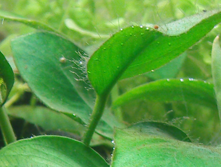 080715 Anubias Mit Algen