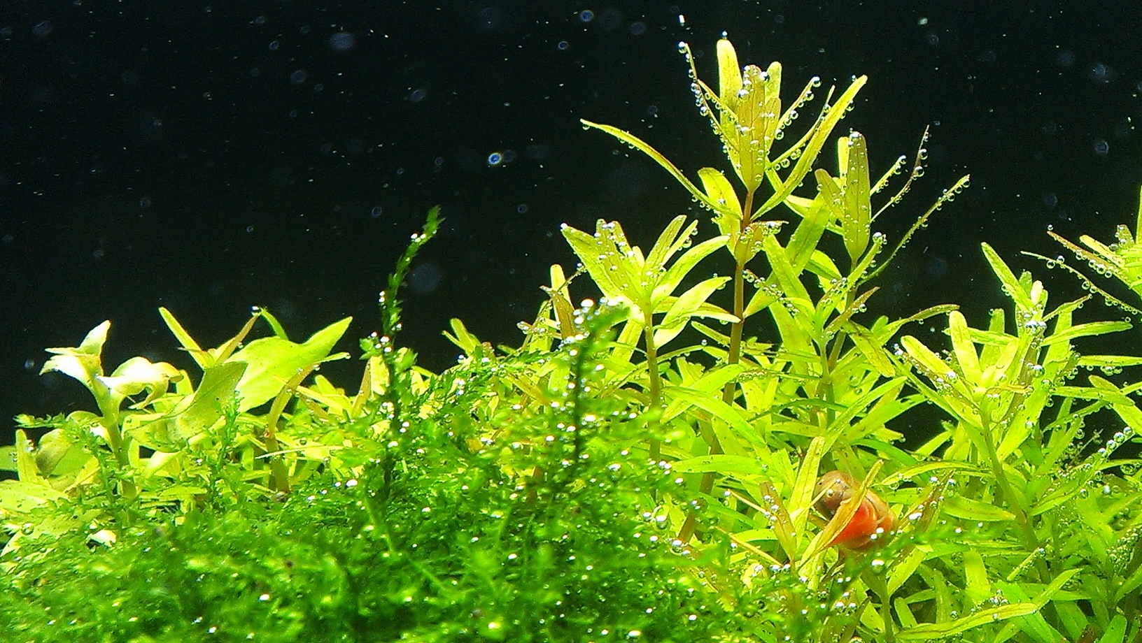 12.06.2013 Rotala &amp; Weeping Detail