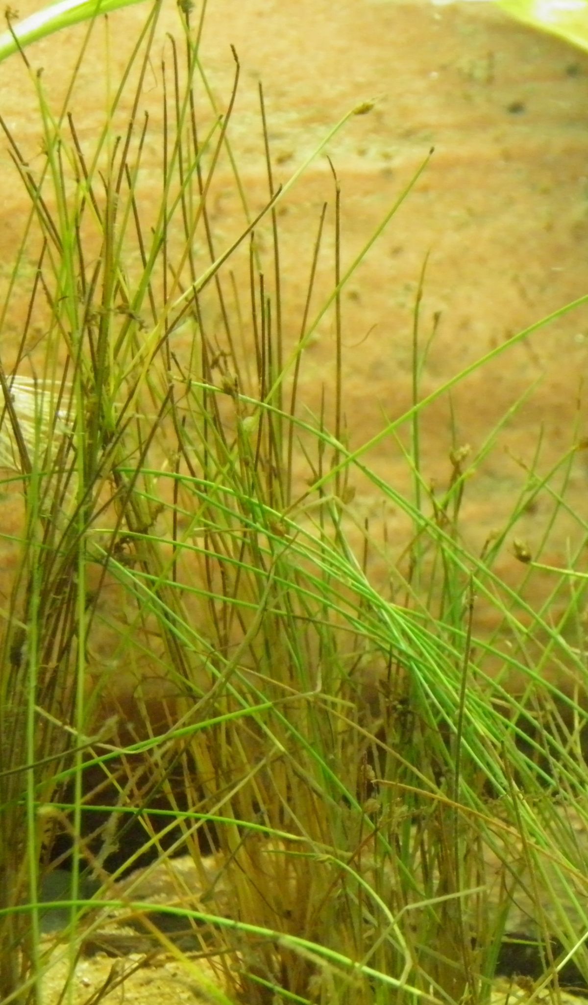 1200Eleocharis acicularis 005