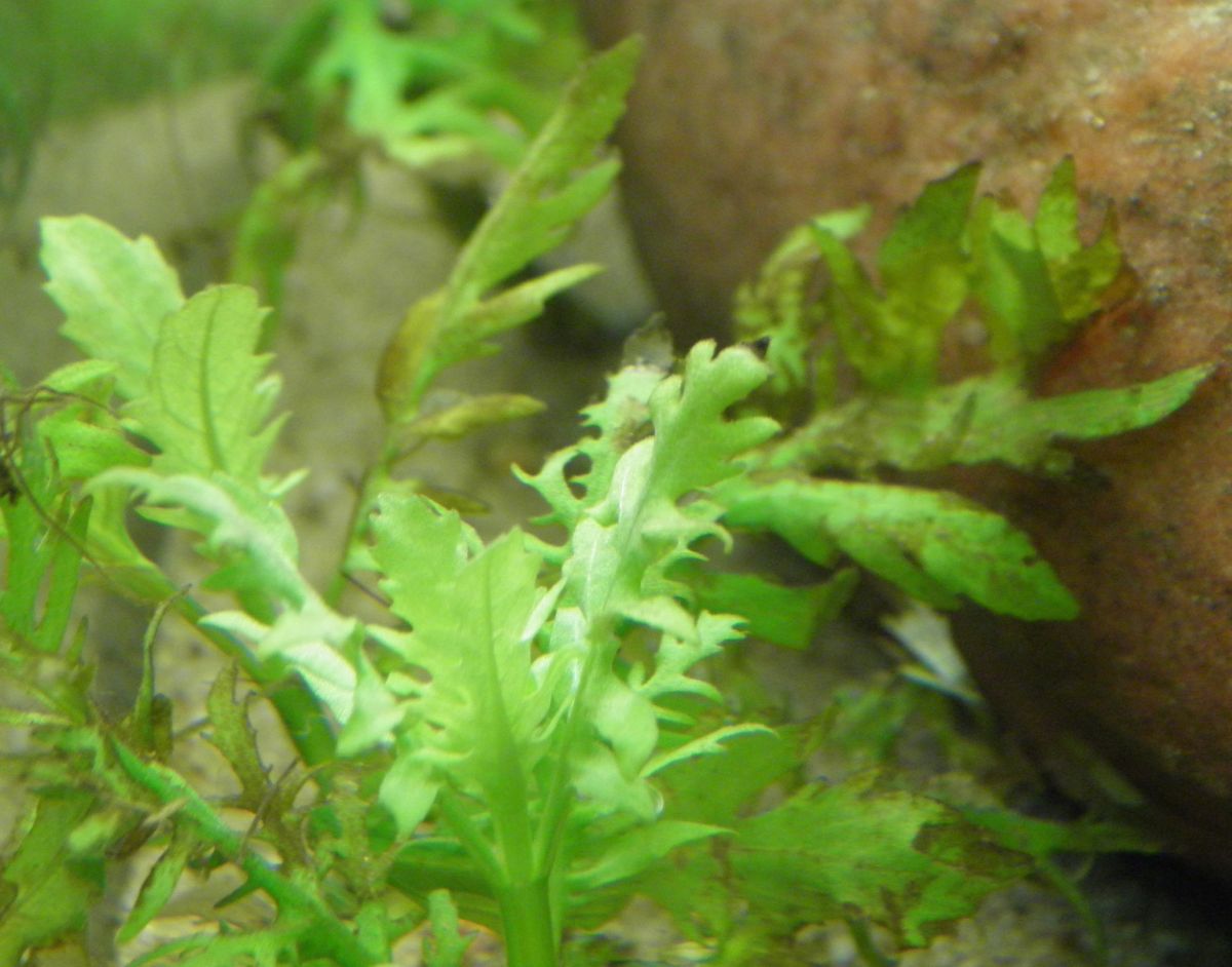 1200Hygrophila difformis 005