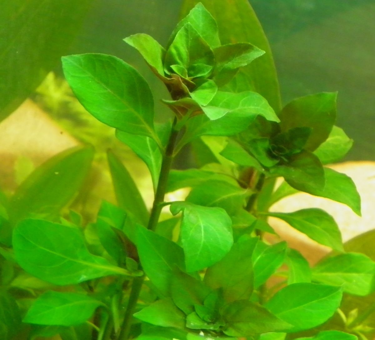 1200Ludwigia palustris 005