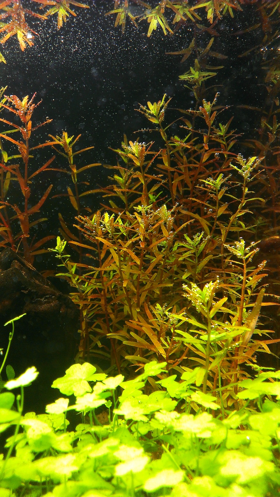 14.07.2013 Rotala Stecklinge