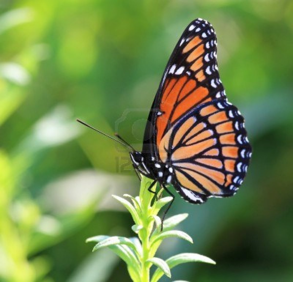 14923886-vizekonig-schmetterling-auf-der-wiese-vegetation-in-maryland-wahrend-des-sommers