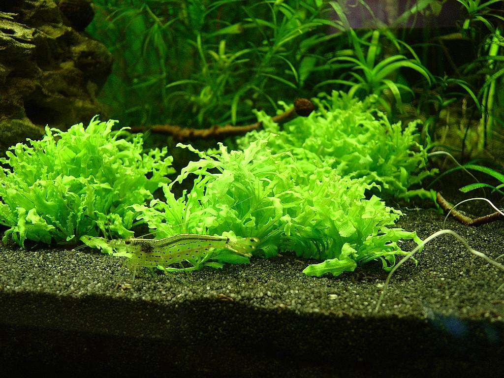 160 Liter Salmleraquarium