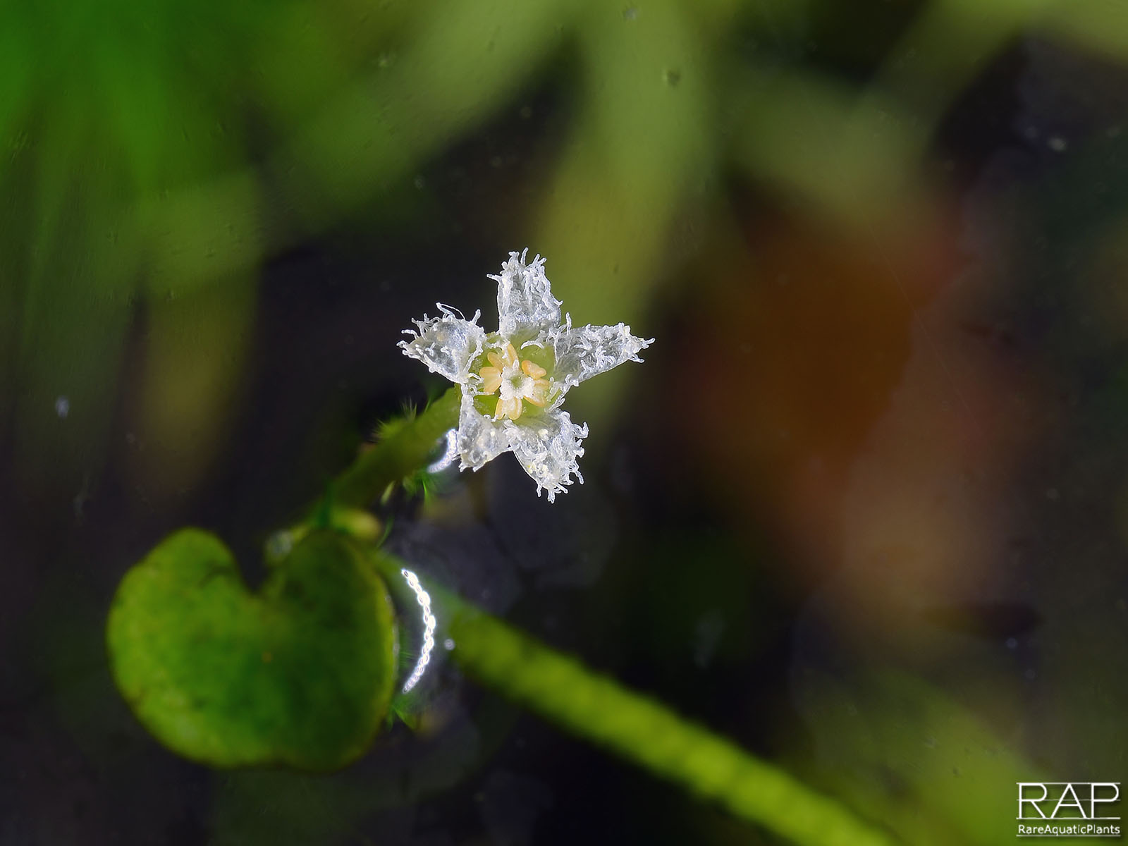 2 nymphoides sp lymnocharus flower