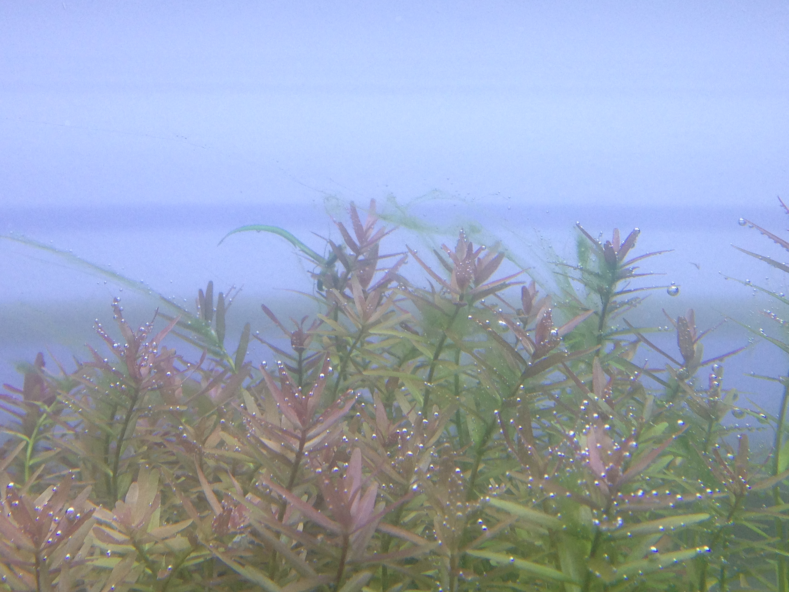 2rotala