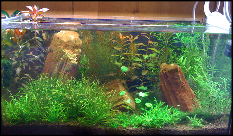 54l Aquasoil B