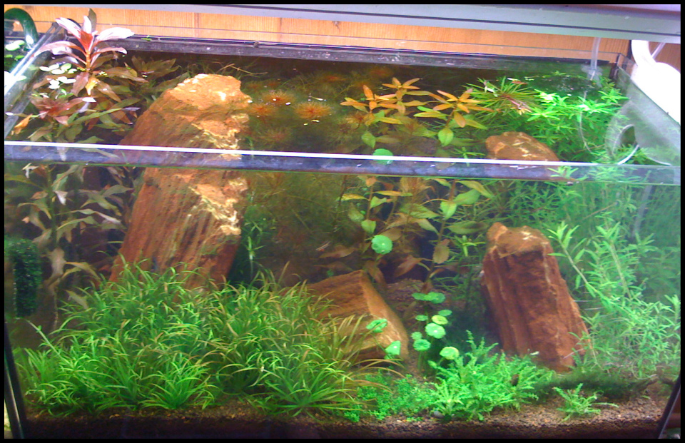 54l Aquasoil2 B