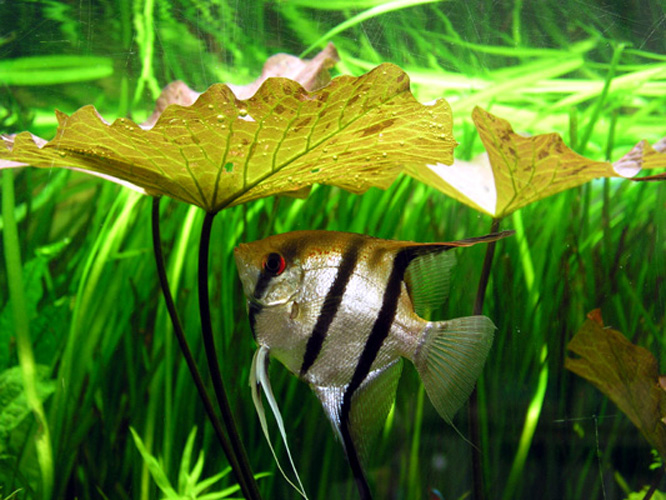 8.06.08nymphaea Lotus2