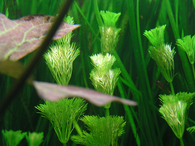 8.06.08nymphaea Lotus3