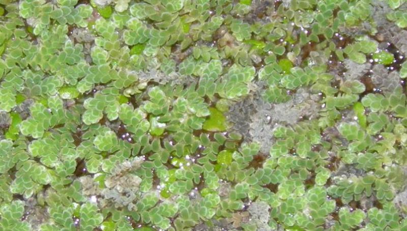 800px Azolla caroliniana 001