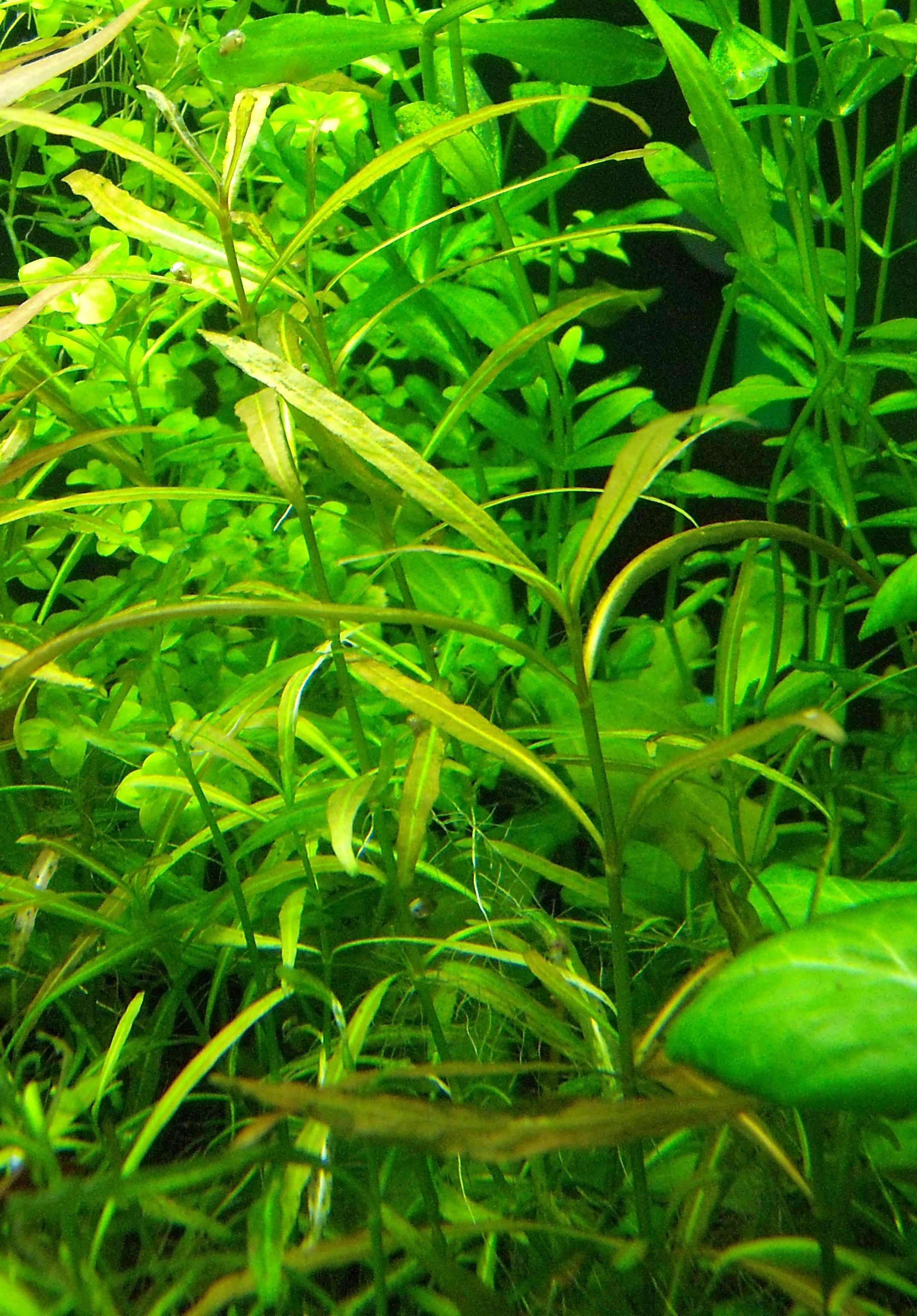 A Hygrophila polysperma myanmar