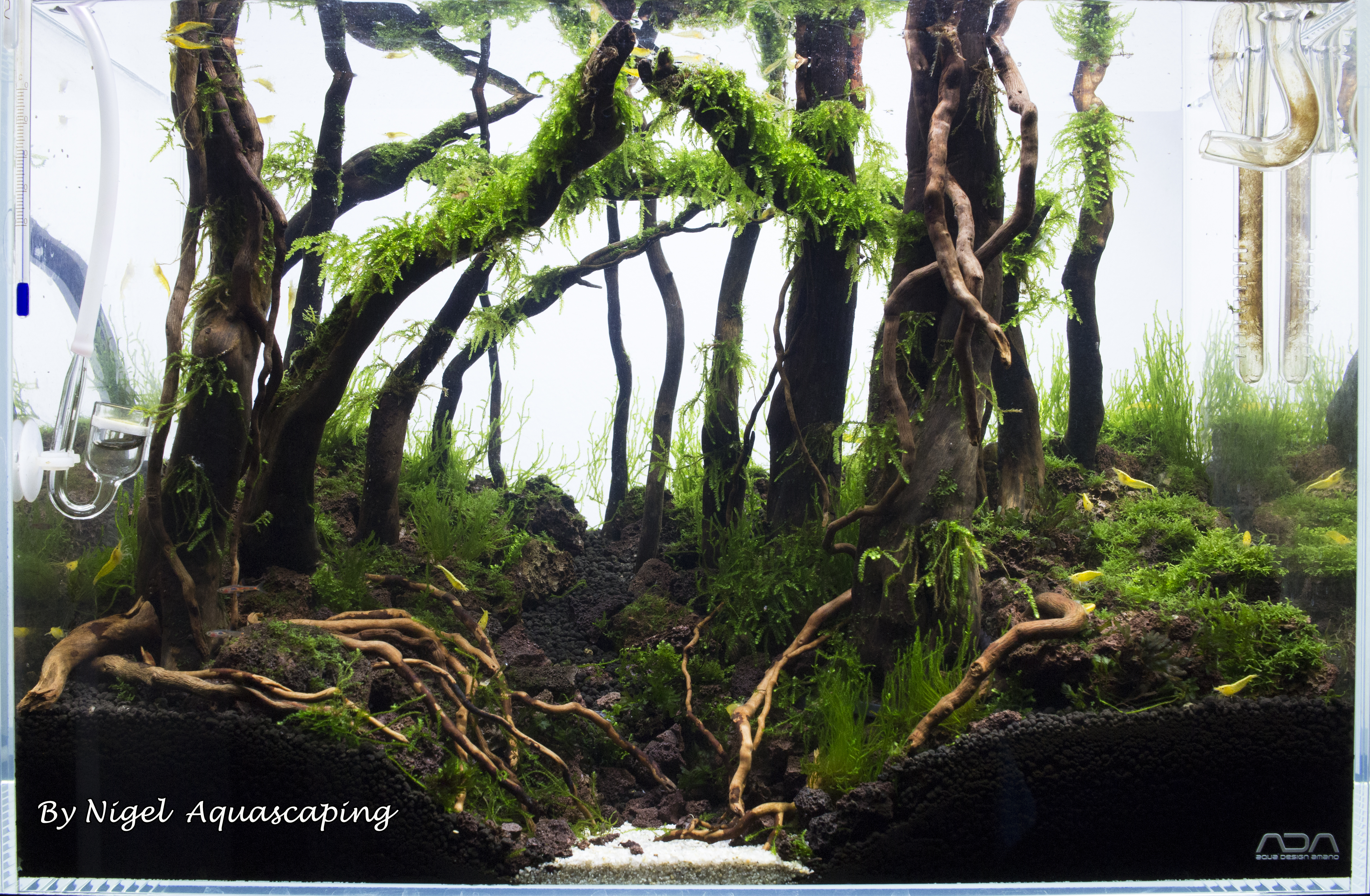 ada 45p forest day 56 by nigel aquascaping