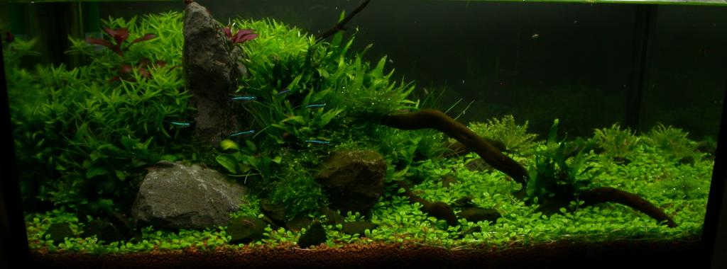 Ada60 - Tag - 24#8