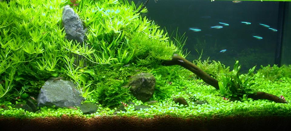 Ada60 - Tag - 36#2