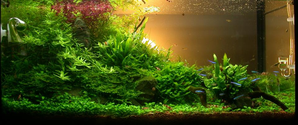 Ada60 - Tag Xx