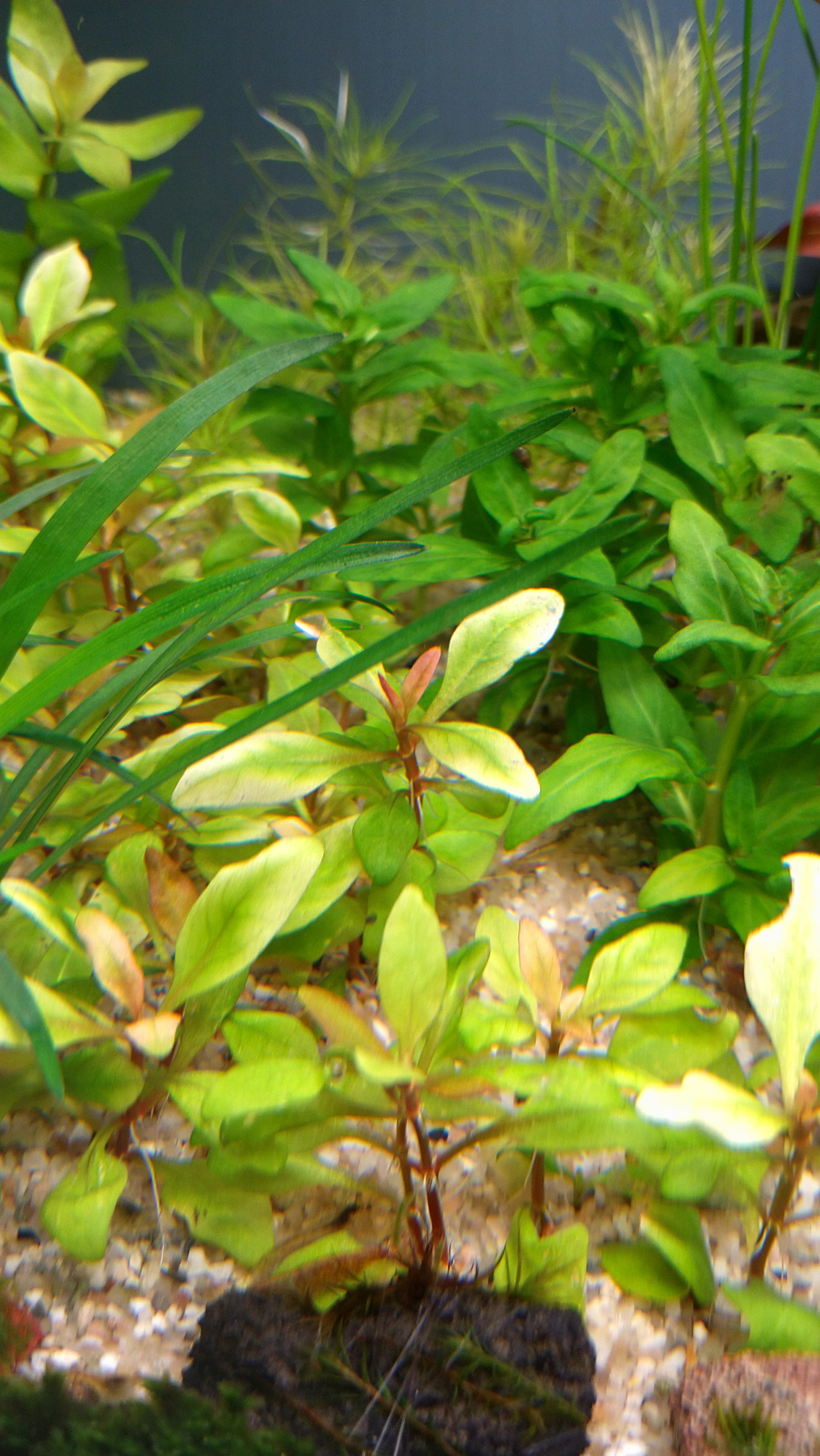 Alternanthera.jpg